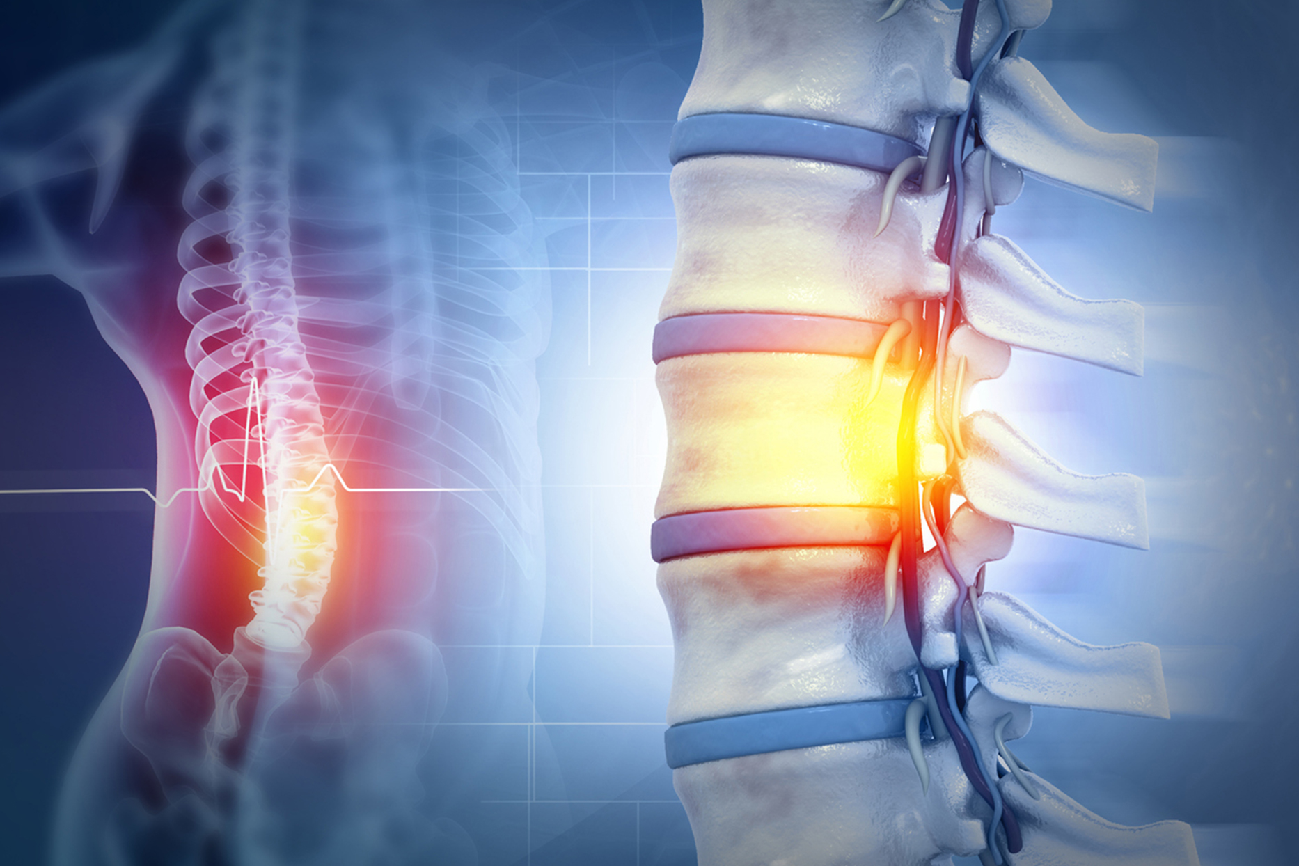 Spine